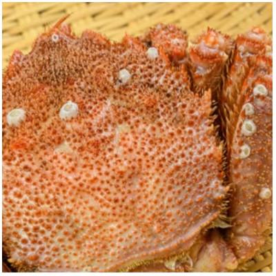 ふるさと納税 森町 【訳あり】北海道産冷凍ボイル毛ガニ(約250g前後〜約300g前後×3尾) |  | 03