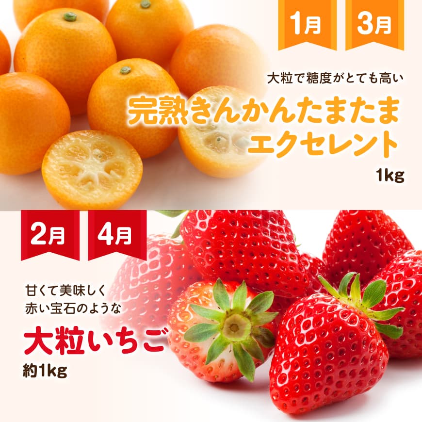 【 12ヶ月定期便 】 超 プレミアム デラックス 定期便 【 川南町産 くだもの きんかん いちご 完熟 マンゴー ぶどう ピオーネ シャイン マスカット 大玉 メロン 】