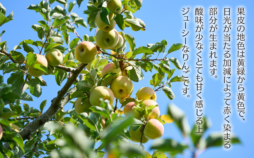 りんご ぐんま名月 4.5kg 14～18玉 贈答用 果物 くだもの フル