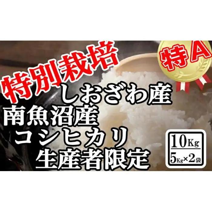 【令和7年産】特別栽培 生産者限定 南魚沼しおざわ産コシヒカリ10Kg【銘柄米 ブランド米 精米 こしひかり コシヒカリ 魚沼産 新潟米 産地直送 お米 米 こめ コメ ご飯 御飯 ごはん】