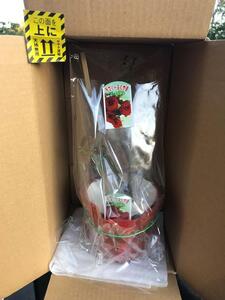薔薇（ミニバラ苗木）：ラブリーふくやま・1ポット