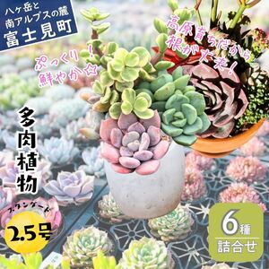 八ヶ岳育ち 多肉植物 スタンダードコレクション ラベル付き おまかせ詰合せ 2.5号 6鉢 インテリア多肉植物 おしゃれ多肉植物 ギフト多肉植物 高冷地多肉植物