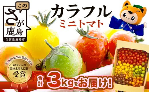 
            【先行予約】【農林水産大臣賞受賞】 岩永さんちのカラフルミニトマト 約3kg（5色）【1月頃より配送開始】有機肥料・化学肥料不使用｜生産者直送 野菜 とまと サラダ おやつ お弁当にも 健康志向 安心安全 人気   D-221
          