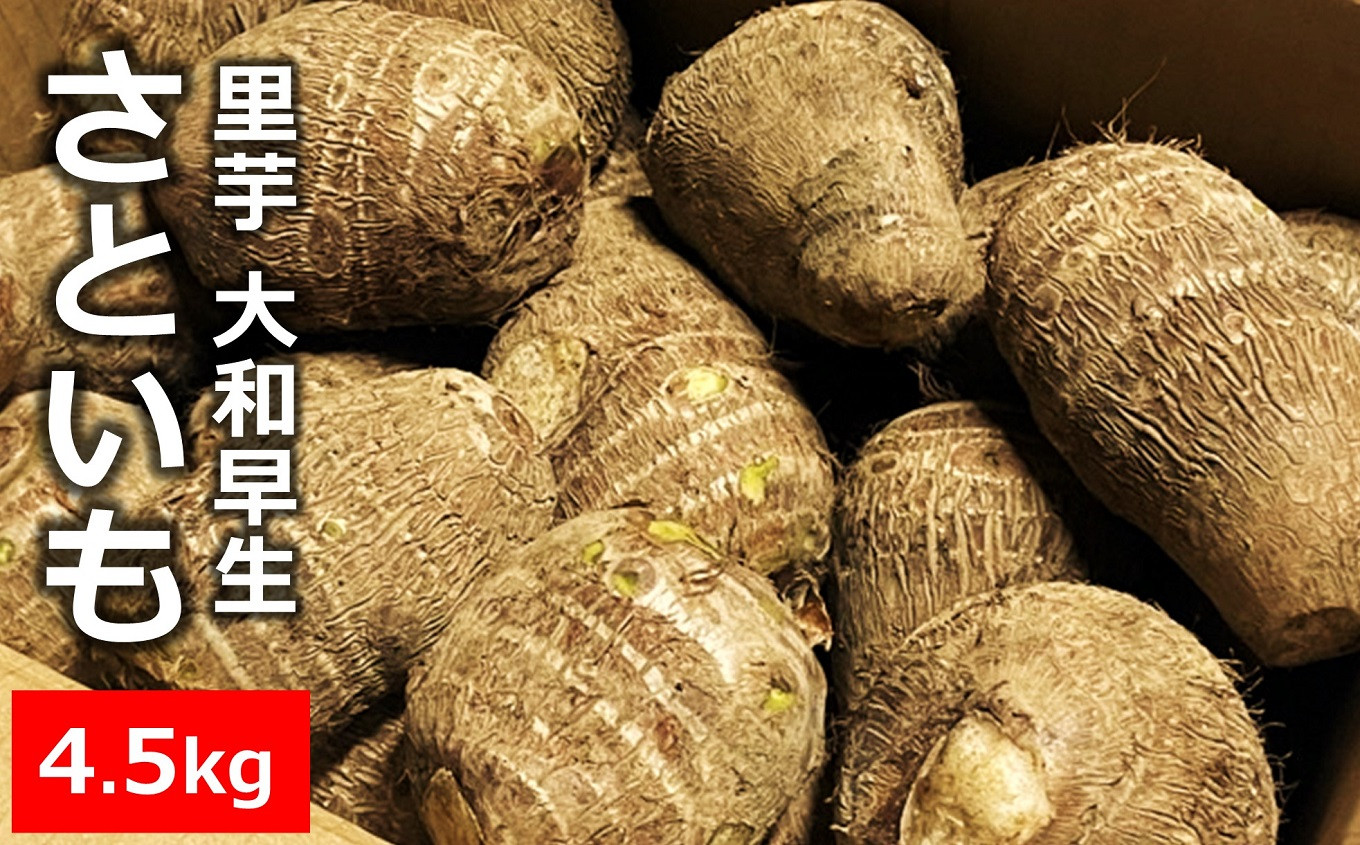
                  【先行予約】里芋 大和早生 4.5kg きめ細やかですべらかな舌触りのさといも【数量限定】 [Y0429]
                