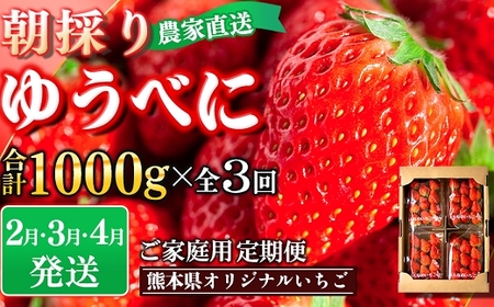 定期便(全3回)【先行予約】農家直送 南関町産いちご(ゆうべに) 計1kg 4パック×3 家庭用 2月・3月・4月の３回発送 Sから3Lまで混在