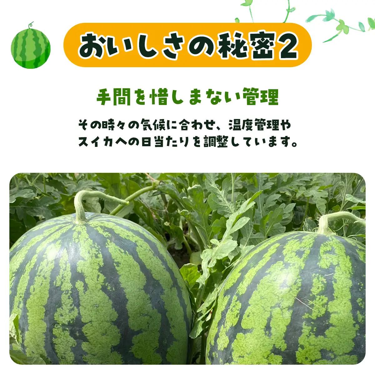 【先行予約】金色羅皇　SMAF004