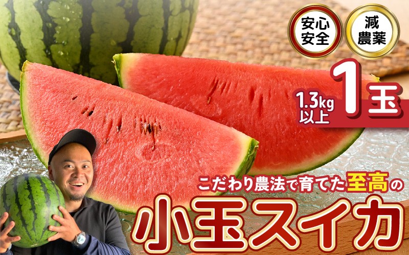 
                  【先行予約】 安心安全！減農薬！こだわり農法で育てた至高のピノガール (小玉スイカ) 1玉 (1.3kg以上) 【2027年7月中旬以降順次発送予定】 【スイカ 西瓜 すいか デザート 果物 くだもの 夏 甘い ジューシー 旬の果物 産地直送 国産】 [A-21214]
                