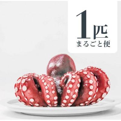 ふるさと納税 ひたちなか市 MarkAプレミアム蒸したこ1尾