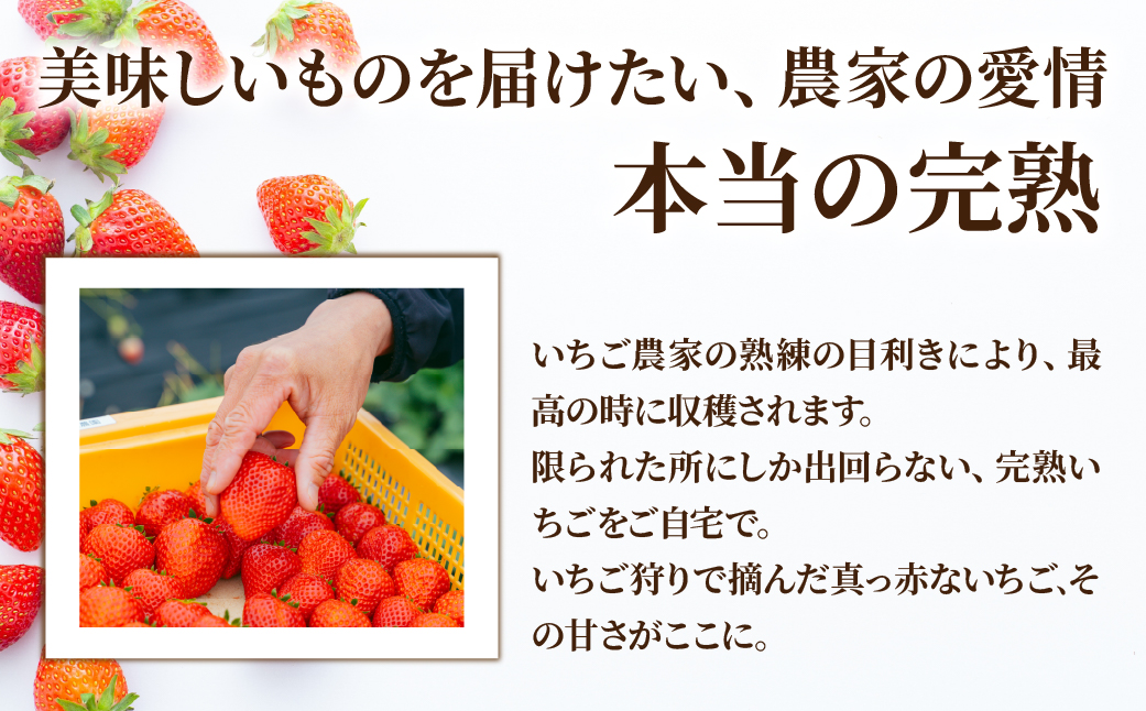【先行受付：2月以降発送】いちご 「茂木完熟いちご」　矢野農園 とちあいか レギュラーサイズ 約270g × 2パック 合計 約540g | いちご イチゴ 苺 とちあいか 完熟 甘い あまい 果物 