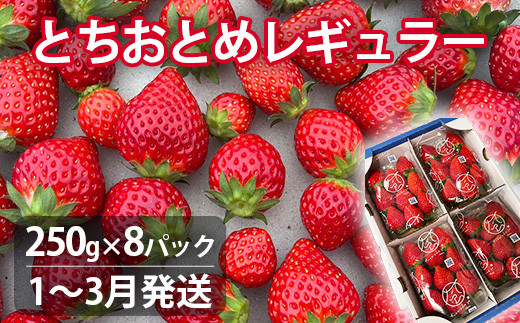 
            【1～3月発送】いちご とちおとめレギュラー 250g×8パック 苺 イチゴ とちおとめ 選べる 発送月 発送回数 個数 いちご「とちおとめ」風早いちご園 有名ホテル使用 厳選 フルーツ 果物 季節限定 甘い 濃厚 ジューシー 新鮮 1箱 2箱 3箱 送料無料 ギフト 贈答 茨城県 鉾田市 野菜王国 予約受付
          