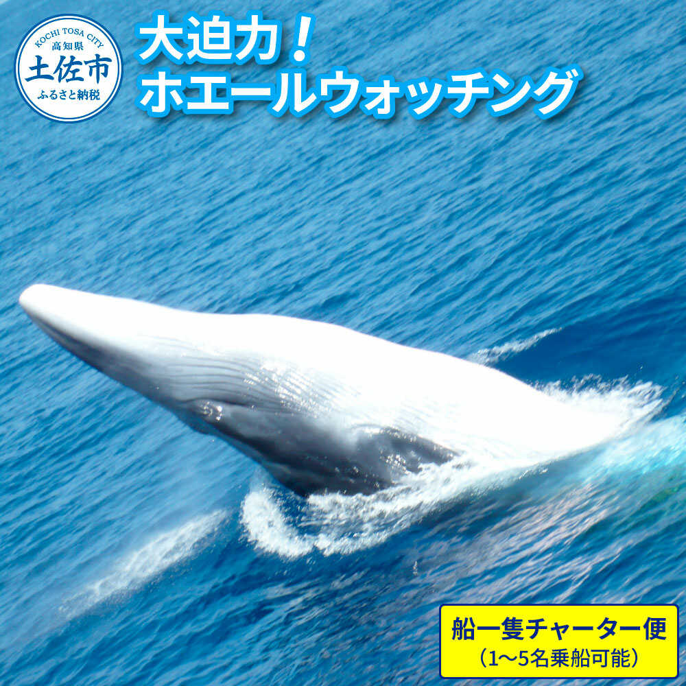 【ふるさと納税】ホエールウォッチング 40000円分利用券（船一隻チャーター便相当 ※1〜5名） ホエールウォッチング くじら クジラ 高知県土佐市/宇佐ホエールウォッチング協会[BQCH004]