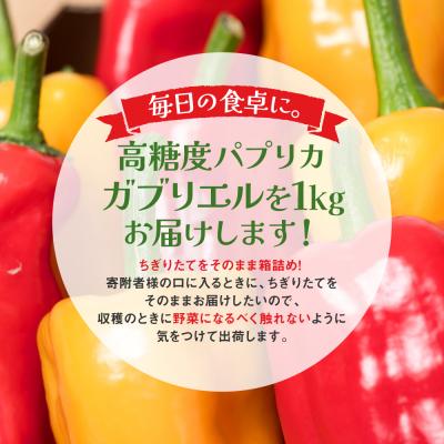 ふるさと納税 八代市 パプリカ ガブリエル 1kg 八代市産 宮島農園 野菜 新鮮野菜 緑黄色野菜_039-4620-D |  | 01