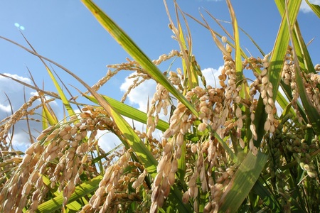 【精米2ヶ月定期便】特別栽培「きなうす米」ゆめぴりか5kg×2回