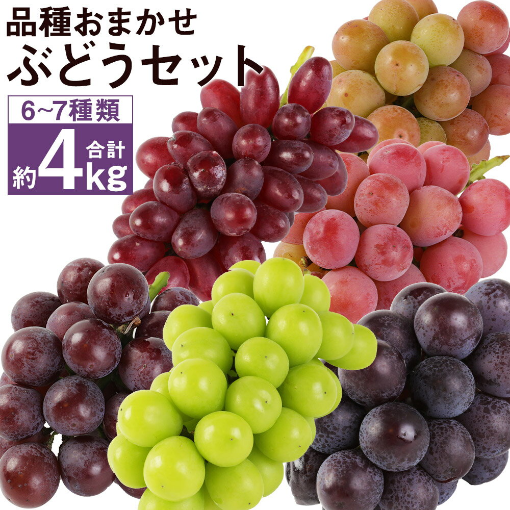 【ふるさと納税】プレミアムぶどうセット 約4kg 6〜7種類入り 葡萄 ぶどう ブドウ フルーツ マスカット ランダム おまかせ 果物 国産 九州産 熊本県産 菊池市産 送料無料【2025年8月下旬より順次発送予定】