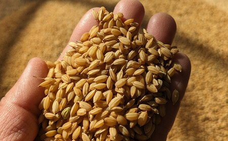 なつほのか 10kg （精米）【先行予約／数量限定】