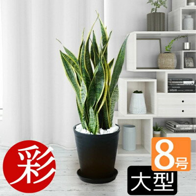 【ふるさと納税】観葉植物 サンスベリア・ローレンティー 8号セラアート鉢 ブラック【配送不可地域：離島・沖縄県】【1707568】