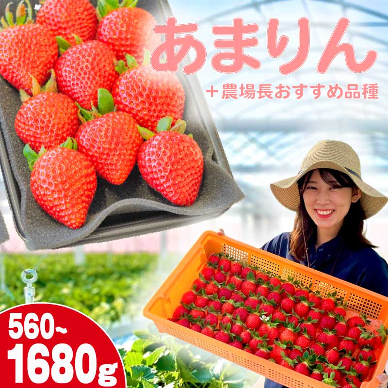 【ふるさと納税】 【事前受付】いちご あまりん +農場長おすすめ品種 560g 1120g 1680g 選べる容量 苺 食べ比べ イチゴ ストロベリー 産地直送 ご当地 果物 くだもの フルーツ デザート 食品 冷蔵 げんき農場 埼玉県 羽生市
