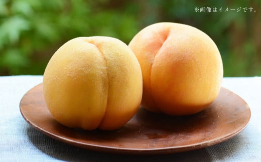 阪南市産 黄金桃 約1kg （3～4玉）【2025年8月上旬発送予定】 果物 フルーツ 桃 もも