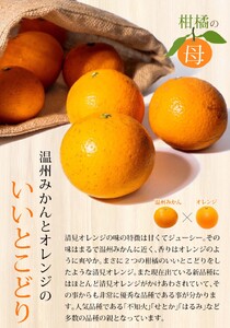 【家庭用】 森本農園の手選別 清見オレンジ 約8kg 和歌山県産 サイズ混合 ※2026年2月上旬～5月中旬頃順次発送 / きよみ 清見 柑橘 ご家庭用 期間限定 由良町 果物 フルーツ 和歌山県【m