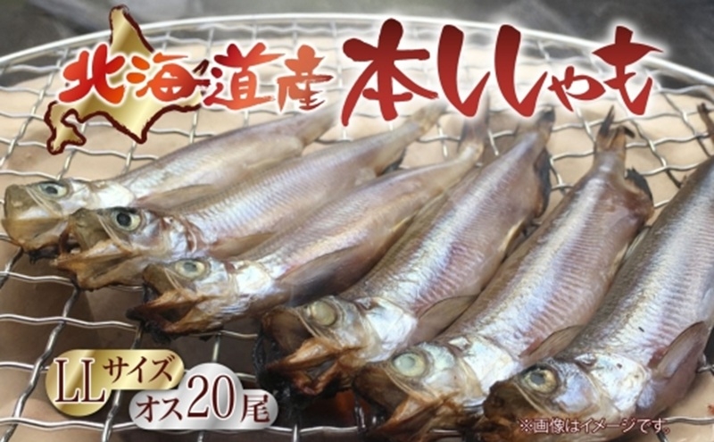 
            北海道ししゃも オス LLサイズ 20尾セット
          