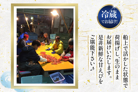 【期間限定発送】超甘！赤ガスエビ 冷蔵 800g