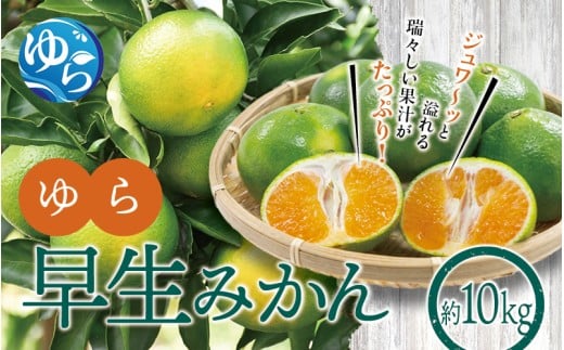 【先行予約】ゆら早生みかん10kg ※2025年10月初旬頃～順次発送予定(お届け日指定不可) /  極早生 早生 由良町 和歌山県 柑橘 密柑 完熟 甘い ミカン 光センサー 柑橘 果実 くだもの フルーツ ブ   先行予約【jahd001】