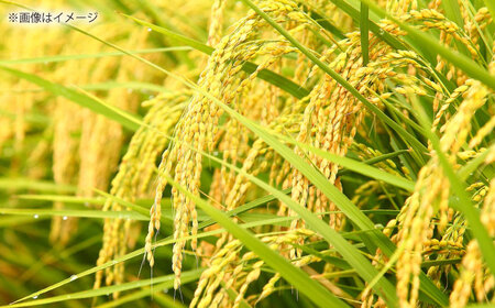 【3回定期便】島根が誇るブランド米！仁多米「まき」5kg(5kg×1) 島根県松江市/有限会社藤本米穀店[ALCG054]