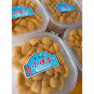 ふるさと納税 小樽市 北海道小樽市[漁師直送]塩水キタムラサキウニ100g×6パック 【2026年5月下旬より発送】 |  | 01