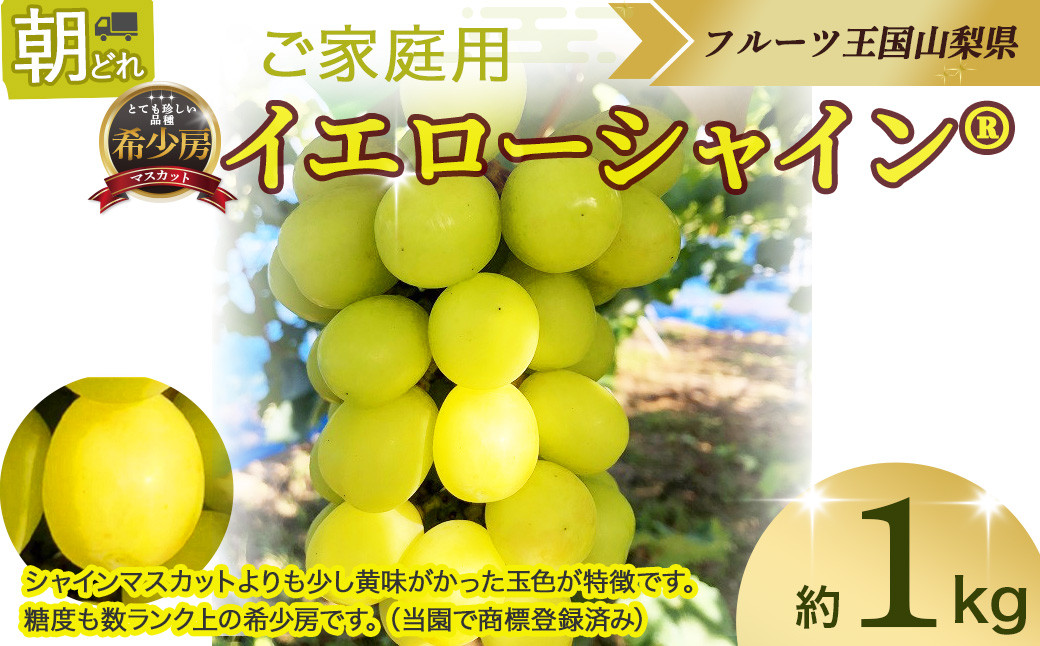 
【2025年分発送】 希少房 イエローシャインR 2房 約1㎏ 先行予約 先行 予約 山梨県産 国産 産地直送 人気 おすすめ 贈答 ギフト お取り寄せ フルーツ 果物 くだもの ぶどう ブドウ 葡萄 イエローシャイン マスカット 新鮮 甘い 皮ごと 山梨 甲斐市 AV-25

