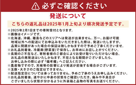 熊本県産 いちご （恋みのり）4パック 約1120g 苺 恋みのり こいみのり 【2025年1月上旬発送開始】