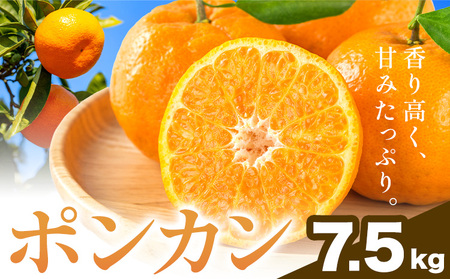 和歌山県産 ポンカン 7.5kg 中畑農園 ぽんかん 柑橘