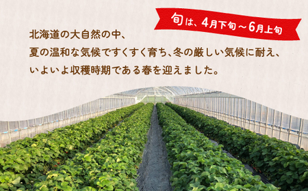 【2025.4月以降順次出荷】【北海道内限定配送】いちご「けんたろう」250g×4パック 【 ふるさと納税 人気 おすすめ ランキング 果物 いちご苺 イチゴ 国産いちご 国産苺 けんたろう セット