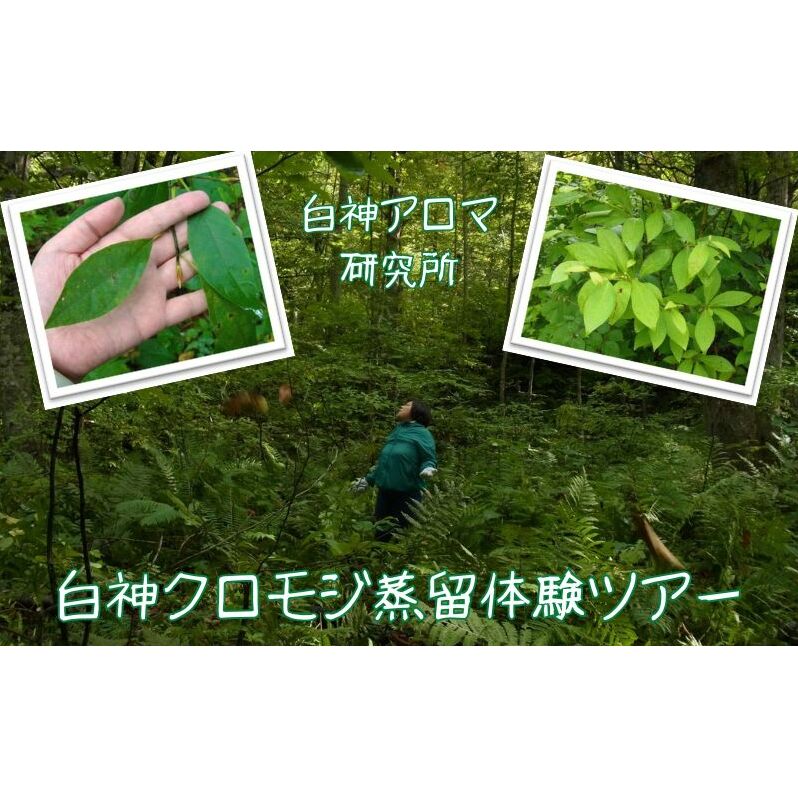 【白神アロマ研究所】5名様まで参加可能！白神クロモジ蒸留体験ツアー（昼食付）
