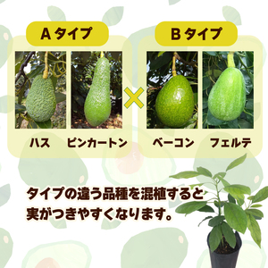 アボカド接ぎ木苗  ハス（Aタイプ）１年生中苗１本 ｜苗 ガーデニング 農業 家庭菜園 野菜 アボカド  あぼかど 国産 アボカド サラダ アボカド 料理 アボカド 健康 アボカド 森のバター 愛媛県