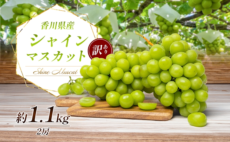 
                  [№4631-2222]訳あり シャインマスカット 1.1kg 2房 家庭用 香川県産 ぶどう ブドウ 葡萄 マスカット フルーツ 果物 くだもの 旬のフルーツ 旬の果物 不揃い 訳アリ 香川 香川県 東かがわ市
                