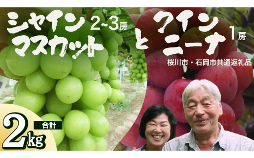 
                  クインニーナ ＆ シャインマスカット 詰め合わせ 約2kg  (桜川市・石岡市共通返礼品）  2026年9月上旬発送開始  開田ぶどう園 産地直送 フルーツ 甘い 直送 茨城 限定 ギフト ぶどう クインニーナ シャインマスカット 果物 [DO008sa]
                