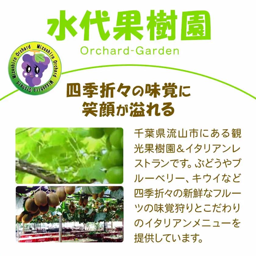 シャインマスカット 3kg (4-6房) 水代果樹園《8月中旬-9月下旬頃出荷》 果物 マスカット シャインマスカット 葡萄 ぶどう