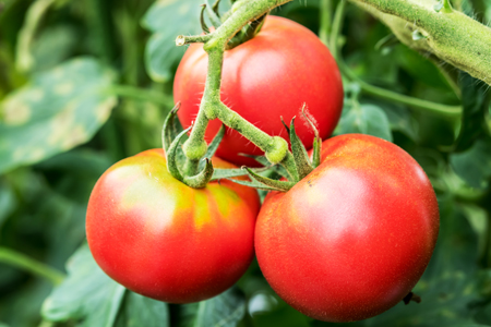 農家の手作りドリンクセット トマト ジュース 化粧箱入(1L×2本)3セット／ リコピン 野菜ジュース 飲料 とまと 贈り物 ギフト 畑工房気まま屋 奈良県 宇陀市 ふるさと納税