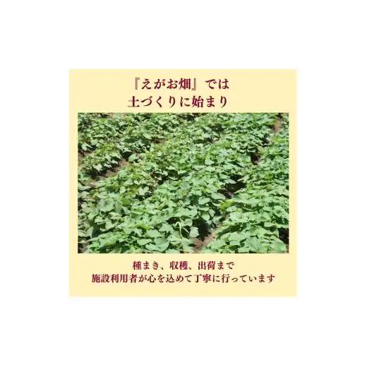 『えがお畑』で採れた安納芋 10kg