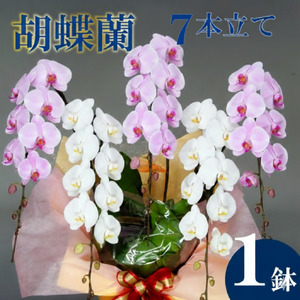 花 胡蝶蘭 7本立て 紅白