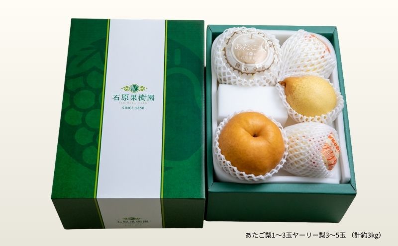 梨 詰め合わせ あたご梨1～3玉 ヤーリー梨3～5玉 計3kg 贈答箱 赤秀 岡山県産 | 愛宕梨 ヤーリー梨 鴨梨 梨 特選品 上級品 贈り物 御歳暮 果物 くだもの フルーツ 石原果樹園 【ishk023-01】