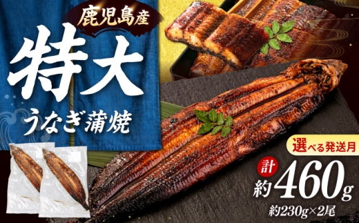 鹿児島産 うなぎ 蒲焼 2尾セット ▼ 国産 うなぎ 鰻 ウナギ 蒲焼 うなぎ 蒲焼き 肉厚 うなぎ うなぎ ウナギ 鰻 冷凍 特大 希少 鰻 うなぎ ウナギ 鰻 人気 ウナギ うなぎ おすすめ ランキング うなぎ おいしい unagi うなぎ かばやき 高級 特別 贅沢 うなぎ ウナギ 鰻 ひつまぶし うなぎ ウナギ 夏 鰻 九州 福岡 桂川町/山水商事 [ADAH008]