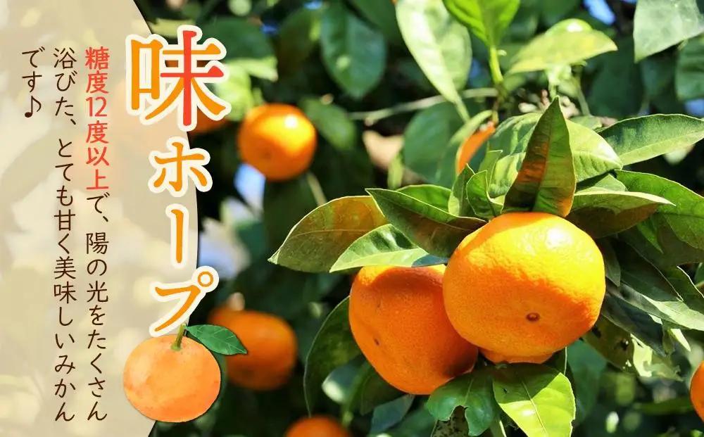 【糖度12度以上！】長崎県産 みかん 味ホープ 約10kg＜期間限定／先行予約＞【2026年11月中旬以降順次発送】｜みかん 柑橘