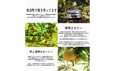 新興梨 5kg箱詰め(鳥取県佐治町産) [あくつの梨]
