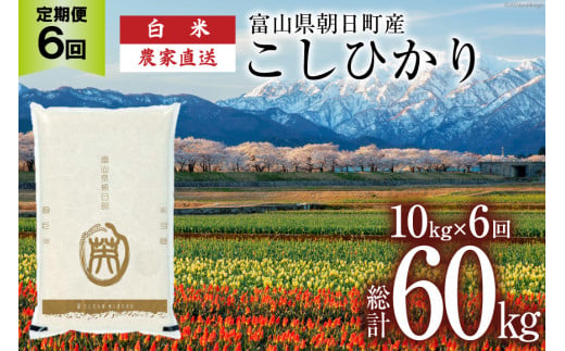 【6ヶ月定期便】米 こしひかり 精米 10kg 計 60kg [有限会社 クリーンみず穂 富山県 朝日町 34310351] お米 コシヒカリ コメ ご飯 ごはん 白米 農家 直送 一等米