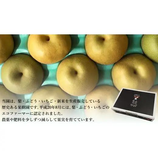【 先行予約 】茨城県産 梨 恵水 約5kg 8玉～12玉 ( 茨城県共通返礼品 : 常陸太田市 ) 【 2026年 9月中旬頃より発送 】