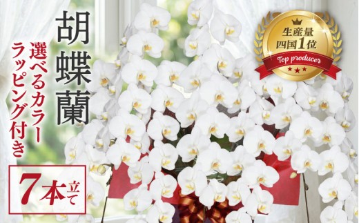 
                  指定日配達 胡蝶蘭 7本立て 白 花 はな お花 日付指定 記念日 お祝い プレゼント ギフト 贈答 贈り物 選べる カラー ラッピング 鉢花 鉢植え 洋蘭 洋ラン 冠婚葬祭 蘭 らん 新築祝い 豪華 華 華やか はなやか 敬老 誕生日 人気 ランキング おいわい 開店祝い 開業祝い こちょうらん きねんび 四国 生産数 一位 1位 いちい ふるさと納税  大輪 たいりん 丁寧 産地直送 高知
                