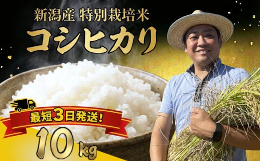 【最短1週間発送!!】 新潟県産 特別栽培米 コシヒカリ 10kg （5kg×2袋） 令和7年産 こしひかり 特栽米 米 月岡 温泉 お米 こめ ご飯 ごはん おいしい 新潟米 新潟 新潟県 米 新発
