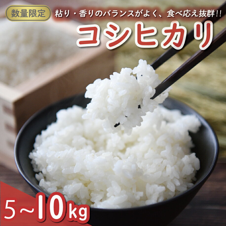 【ふるさと納税】 選べる 令和7年産 コシヒカリ 5kg 14000円 令和8年産 コシヒカリ10kg 20000円 お米 白米 精米 米 こめ 期間限定 数量限定 特産品 人気 ブランド もっちり 粘り 甘み おいしい おにぎり こしひかり 贈答品 プレゼント ギフト 田中均 愛南町 愛媛県