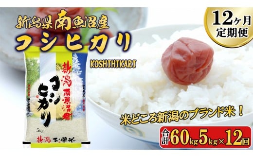 
            【令和7年産新米予約】【A-12定期便】南魚沼産コシヒカリ5kg×12回【2025年11月中旬より順次発送予定】
          